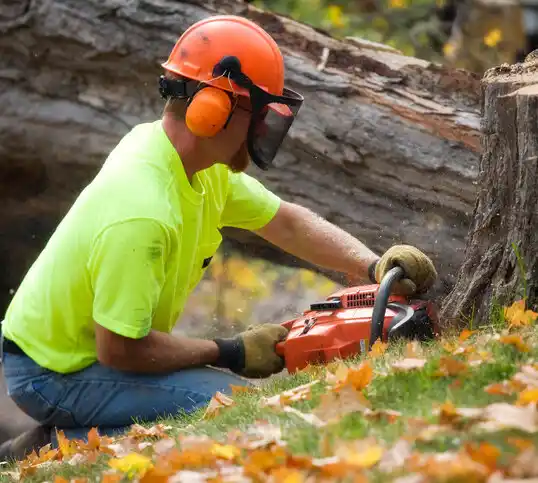 tree services Tenafly